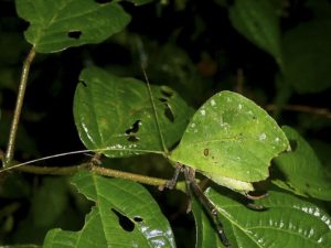 Typohyllum mortuifolium