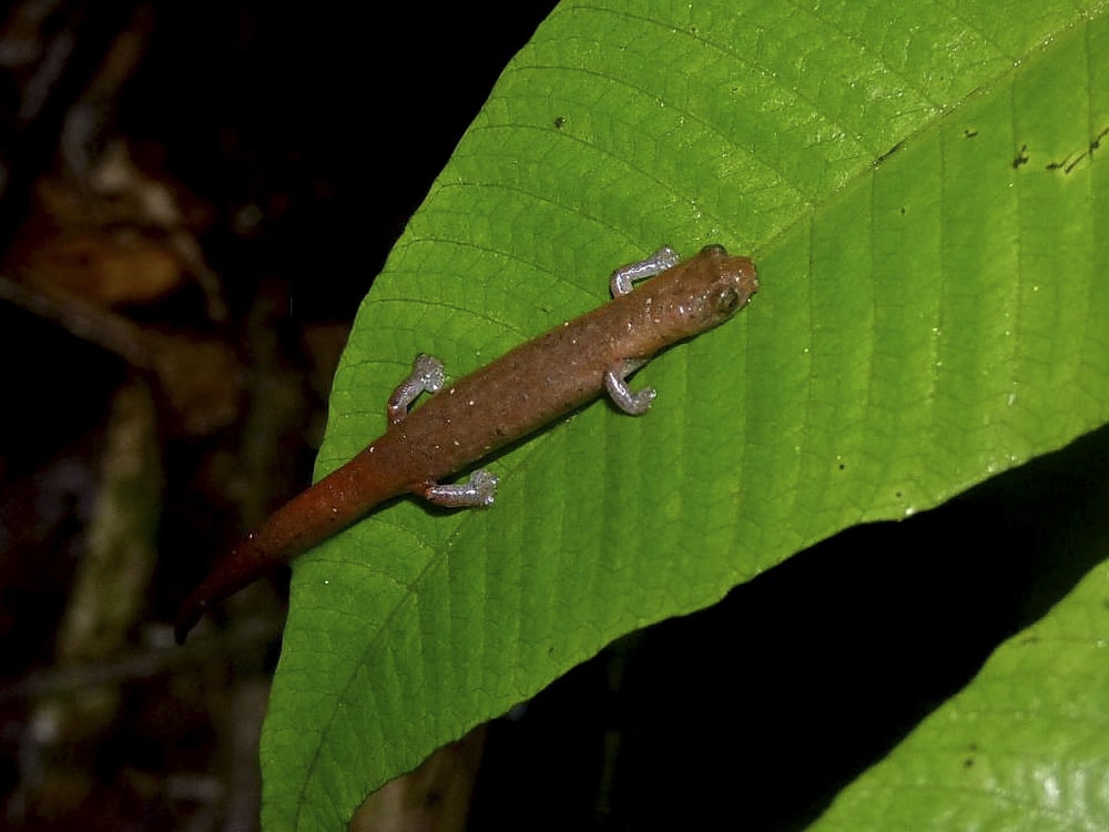 Bothriopsis Bilineata