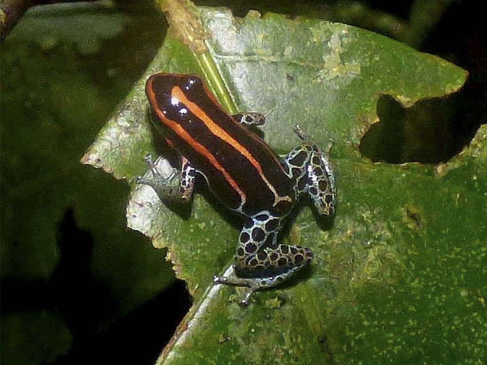 Ranitomeya Ventrimaculata