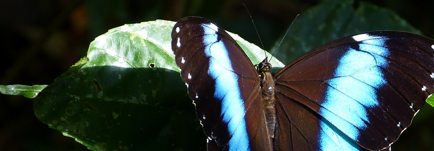 mariposa en Yasuní