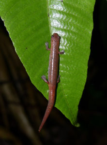 Bolitoglossa altamazonica