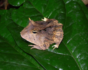 Ceratophrys cornuta