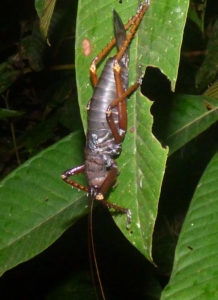 Panoploscelis specularis