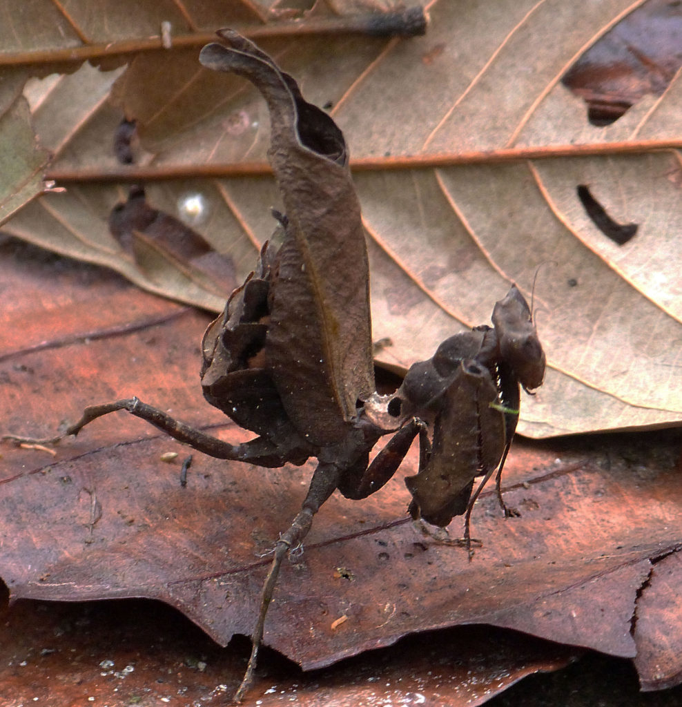 Acanthops royi · EcoTurismo Yasuní