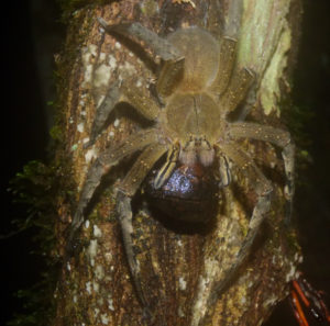 Phoneutria cf. fera