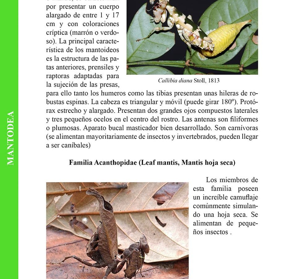 Guía de los Antrópodos del Parque Nacional Yasuní Ecuador