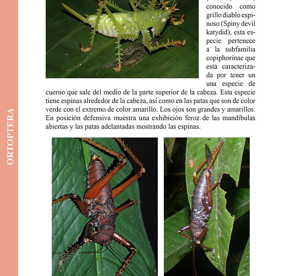 Guía de los Antrópodos del Parque Nacional Yasuní Ecuador