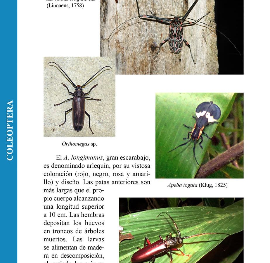 Guía de los Antrópodos del Parque Nacional Yasuní Ecuador