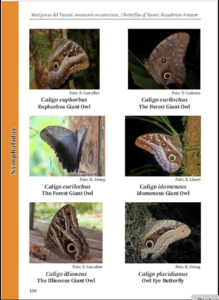 Mariposas del Yasuní. Amazonía ecuatoriana.