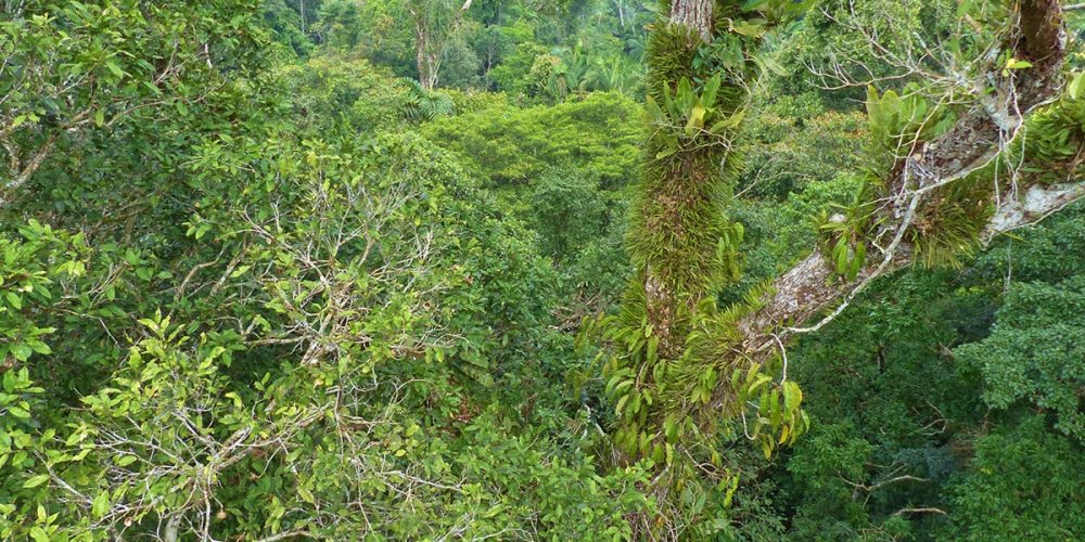 Turismo sostenible en el Amazonas