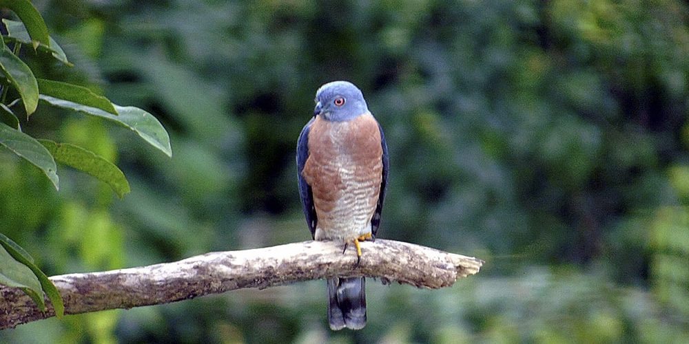 Ecuador contabiliza más de 1.600 especies de aves diferentes