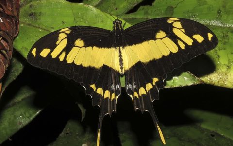 Las mariposas diurnas advierten del cambio climático