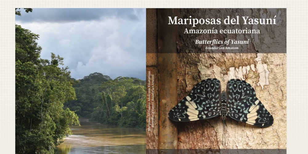 Mariposas del Yasuní: 250 especies para descubrir la biodiversidad